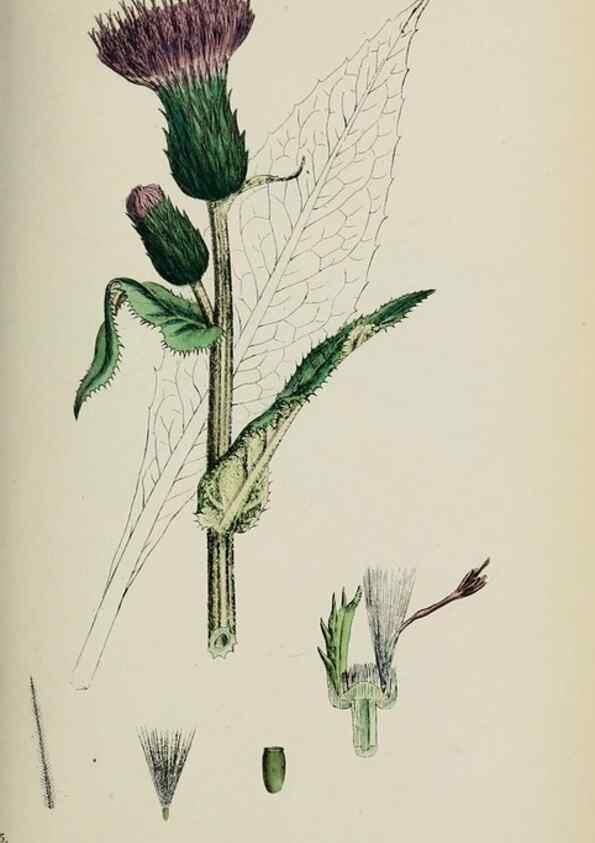 Reproducción/Reproduction 48717913922: English botany, or, Coloured figures of British plants /. London :R. Hardwicke,1863-1886.. 