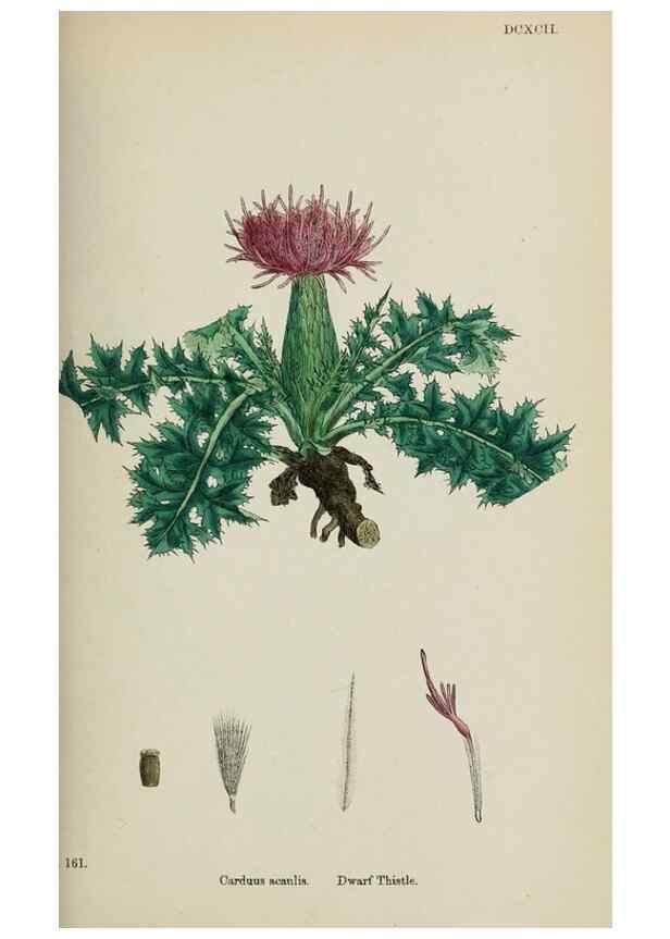 Reproducción/Reproduction 48717914297: English botany, or, Coloured figures of British plants /. London :R. Hardwicke,1863-1886.. 