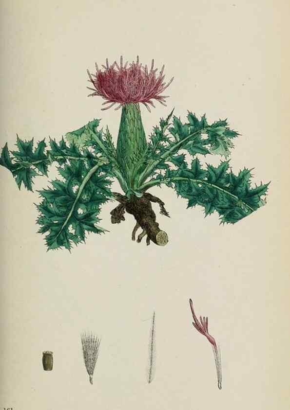 Reproducción/Reproduction 48717914297: English botany, or, Coloured figures of British plants /. London :R. Hardwicke,1863-1886.. 