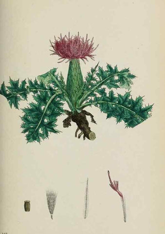 Reproducción/Reproduction 48717914297: English botany, or, Coloured figures of British plants /. London :R. Hardwicke,1863-1886.. 