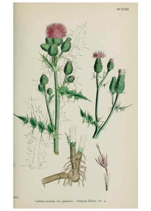 Reproducción/Reproduction 48717407138: English botany, or, Coloured figures of British plants /. London :R. Hardwicke,1863-1886.. 