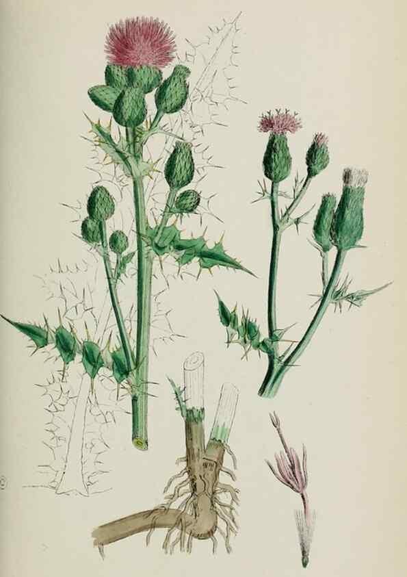 Reproducción/Reproduction 48717407138: English botany, or, Coloured figures of British plants /. London :R. Hardwicke,1863-1886.. 