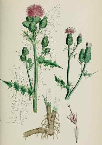 Reproducción/Reproduction 48717407138: English botany, or, Coloured figures of British plants /. London :R. Hardwicke,1863-1886.. 