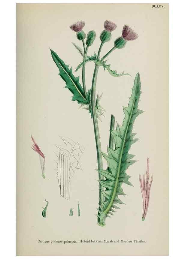 Reproducción/Reproduction 48717915817: English botany, or, Coloured figures of British plants /. London :R. Hardwicke,1863-1886.. 
