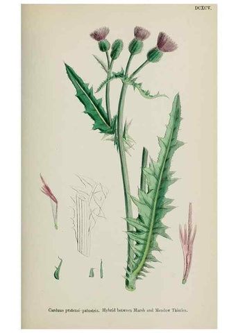 Reproducción/Reproduction 48717915817: English botany, or, Coloured figures of British plants /. London :R. Hardwicke,1863-1886.. 