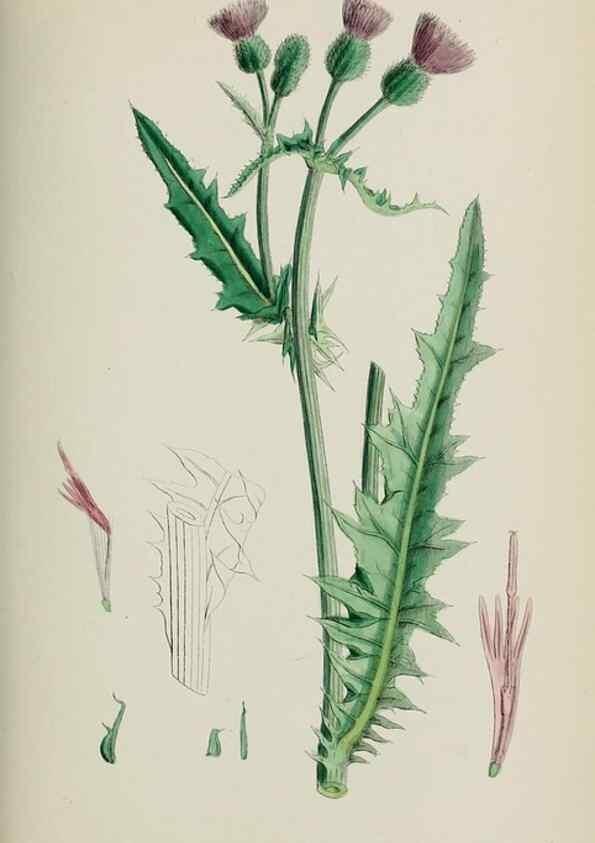 Reproducción/Reproduction 48717915817: English botany, or, Coloured figures of British plants /. London :R. Hardwicke,1863-1886.. 