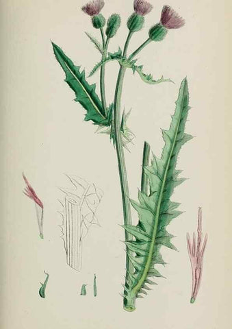 Reproducción/Reproduction 48717915817: English botany, or, Coloured figures of British plants /. London :R. Hardwicke,1863-1886.. 