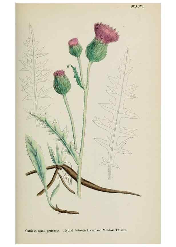 Reproducción/Reproduction 48717744886: English botany, or, Coloured figures of British plants /. London :R. Hardwicke,1863-1886.. 