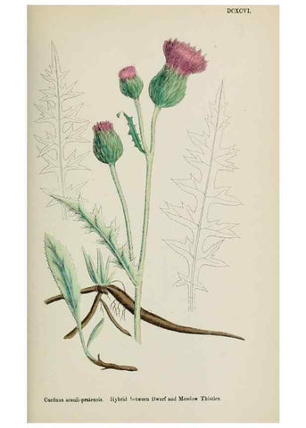 Reproducción/Reproduction 48717744886: English botany, or, Coloured figures of British plants /. London :R. Hardwicke,1863-1886.. 