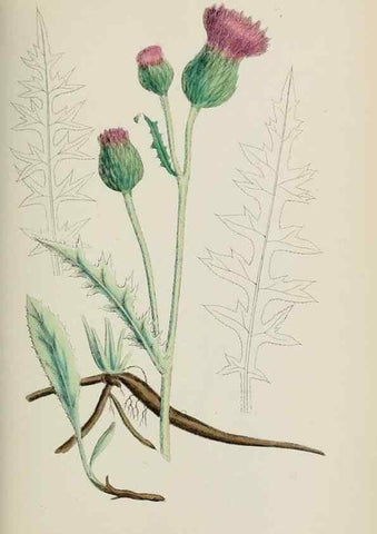 Reproducción/Reproduction 48717744886: English botany, or, Coloured figures of British plants /. London :R. Hardwicke,1863-1886.. 