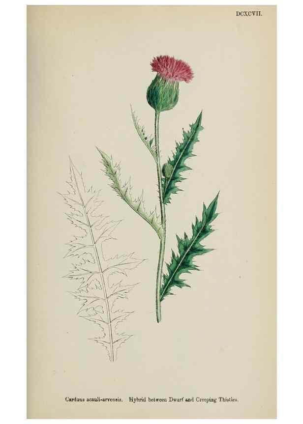 Reproducción/Reproduction 48717916567: English botany, or, Coloured figures of British plants /. London :R. Hardwicke,1863-1886.. 