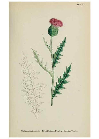 Reproducción/Reproduction 48717916567: English botany, or, Coloured figures of British plants /. London :R. Hardwicke,1863-1886.. 