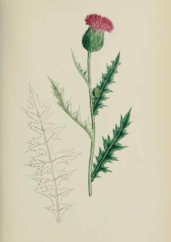 Reproducción/Reproduction 48717916567: English botany, or, Coloured figures of British plants /. London :R. Hardwicke,1863-1886.. 