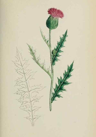 Reproducción/Reproduction 48717916567: English botany, or, Coloured figures of British plants /. London :R. Hardwicke,1863-1886.. 