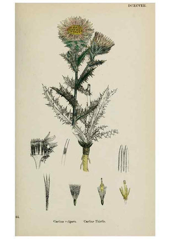 Reproducción/Reproduction 48717745916: English botany, or, Coloured figures of British plants /. London :R. Hardwicke,1863-1886.. 