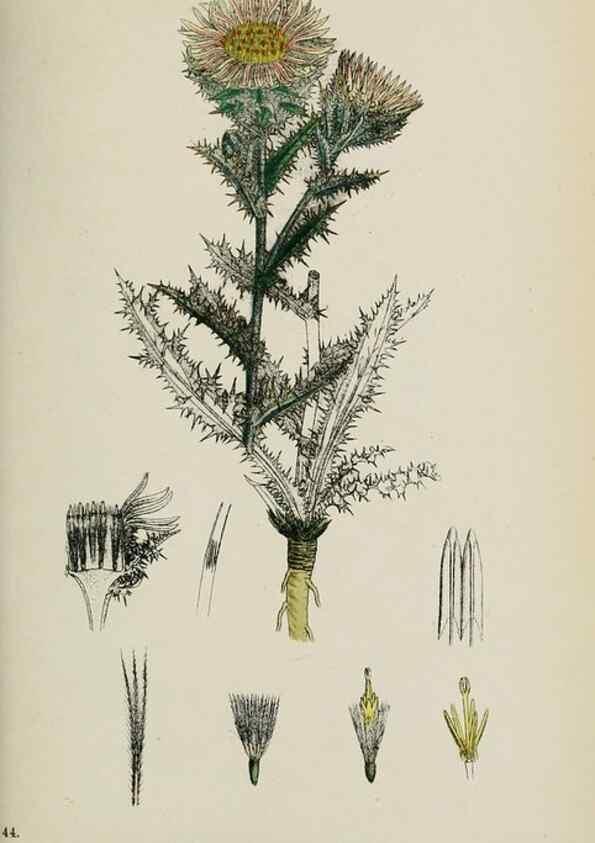 Reproducción/Reproduction 48717745916: English botany, or, Coloured figures of British plants /. London :R. Hardwicke,1863-1886.. 