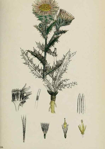 Reproducción/Reproduction 48717745916: English botany, or, Coloured figures of British plants /. London :R. Hardwicke,1863-1886.. 