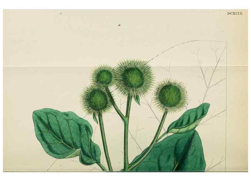 Reproducción/Reproduction 48717917567: English botany, or, Coloured figures of British plants /. London :R. Hardwicke,1863-1886.. 