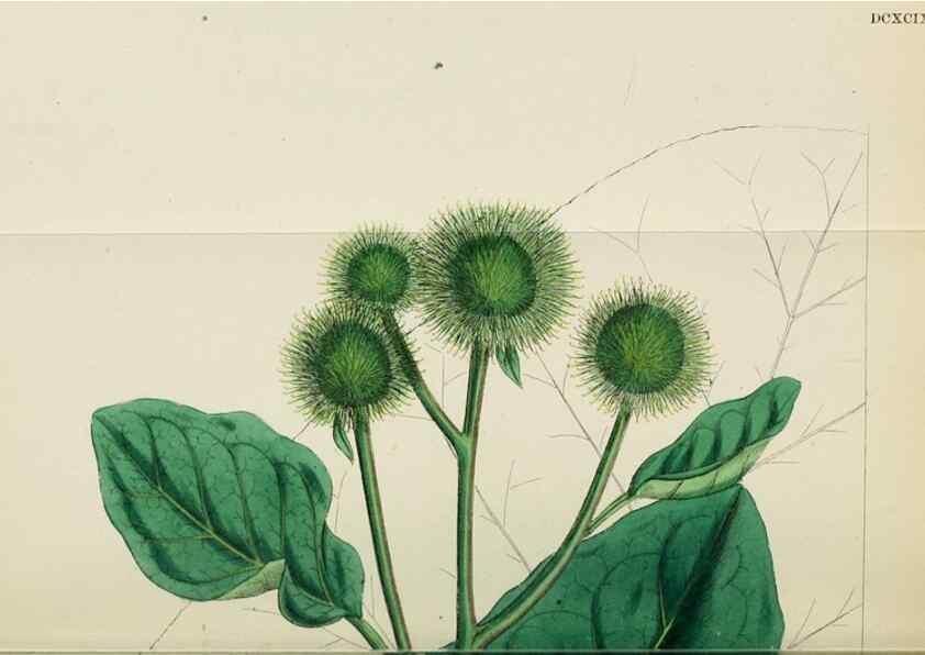 Reproducción/Reproduction 48717917567: English botany, or, Coloured figures of British plants /. London :R. Hardwicke,1863-1886.. 