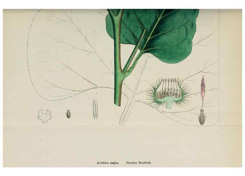 Reproducción/Reproduction 48717746841: English botany, or, Coloured figures of British plants /. London :R. Hardwicke,1863-1886.. 