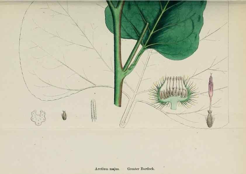 Reproducción/Reproduction 48717746841: English botany, or, Coloured figures of British plants /. London :R. Hardwicke,1863-1886.. 
