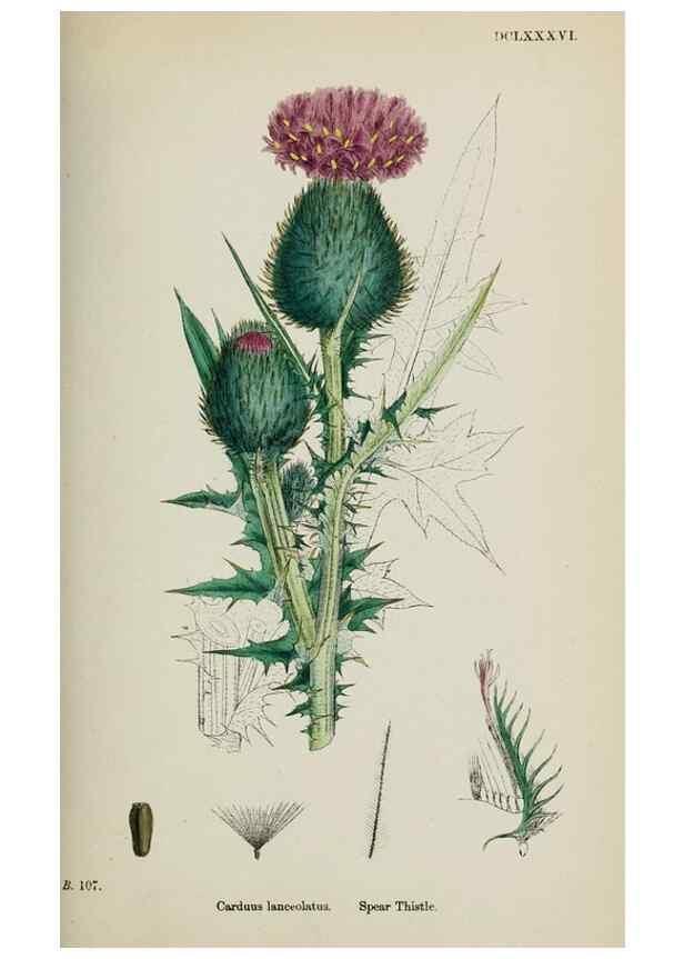 Reproducción/Reproduction 48717740911: English botany, or, Coloured figures of British plants /. London :R. Hardwicke,1863-1886.. 