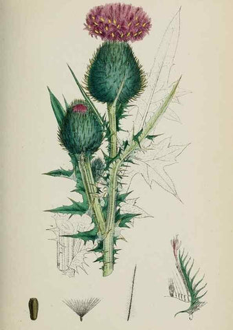 Reproducción/Reproduction 48717740911: English botany, or, Coloured figures of British plants /. London :R. Hardwicke,1863-1886.. 