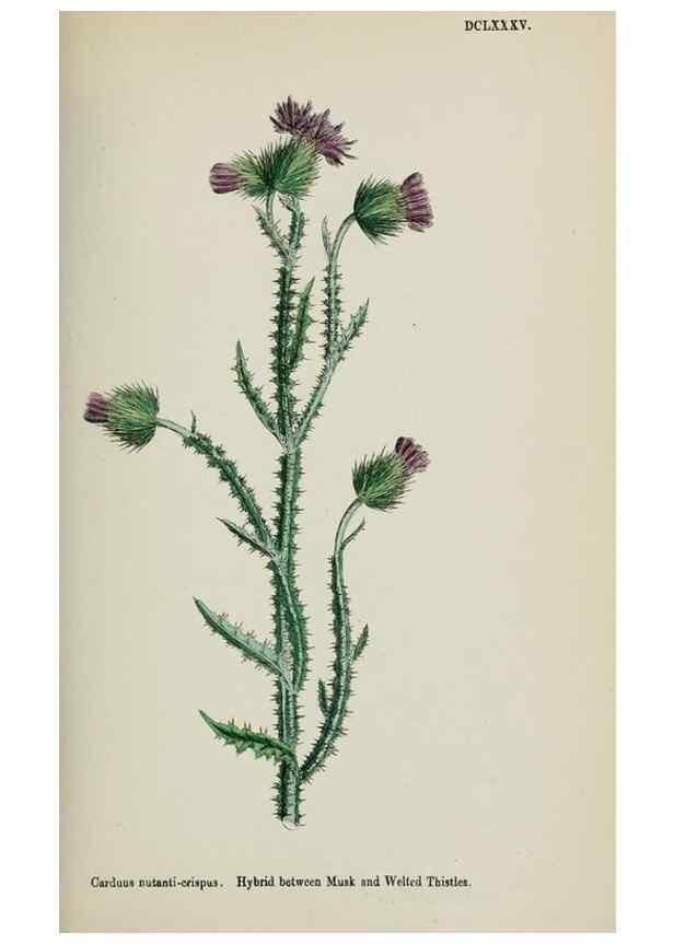 Reproducción/Reproduction 48717740356: English botany, or, Coloured figures of British plants /. London :R. Hardwicke,1863-1886.. 