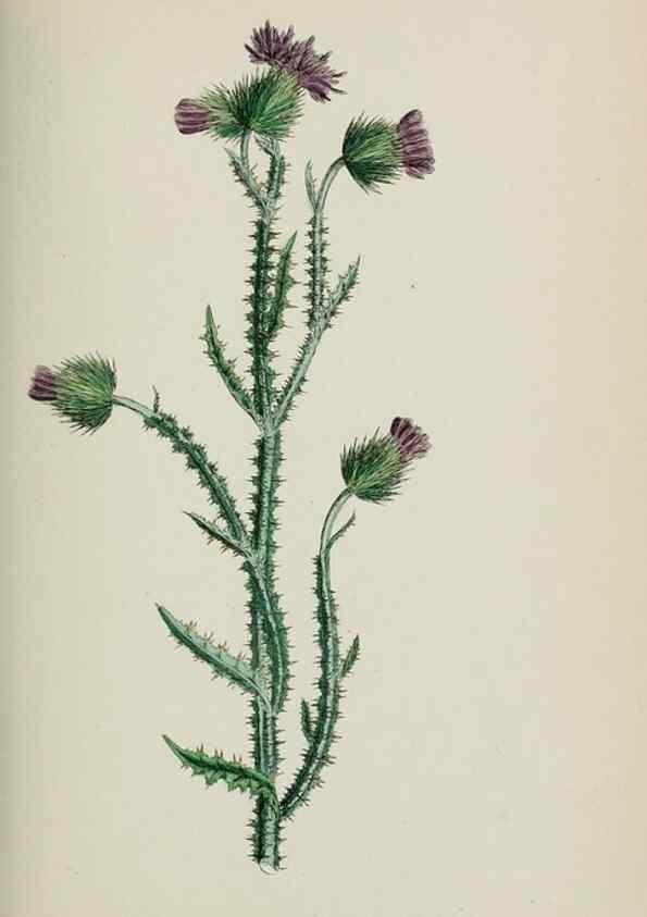 Reproducción/Reproduction 48717740356: English botany, or, Coloured figures of British plants /. London :R. Hardwicke,1863-1886.. 