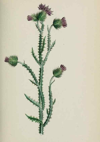 Reproducción/Reproduction 48717740356: English botany, or, Coloured figures of British plants /. London :R. Hardwicke,1863-1886.. 