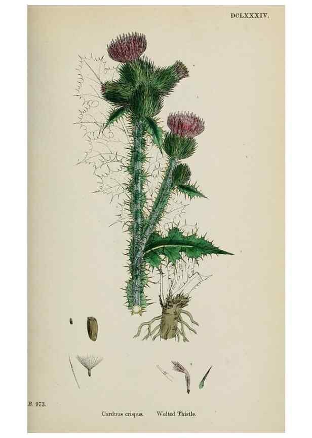 Reproducción/Reproduction 48717403383: English botany, or, Coloured figures of British plants /. London :R. Hardwicke,1863-1886.. 