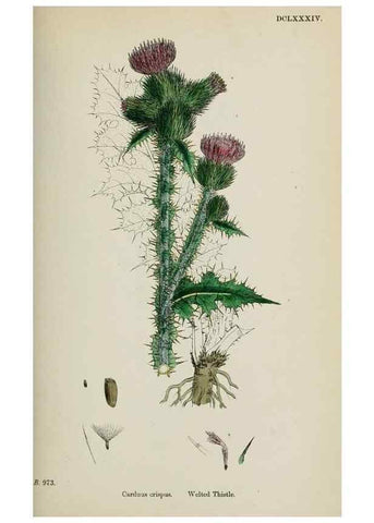 Reproducción/Reproduction 48717403383: English botany, or, Coloured figures of British plants /. London :R. Hardwicke,1863-1886.. 