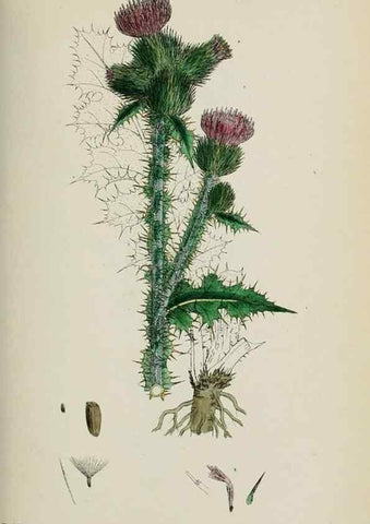 Reproducción/Reproduction 48717403383: English botany, or, Coloured figures of British plants /. London :R. Hardwicke,1863-1886.. 