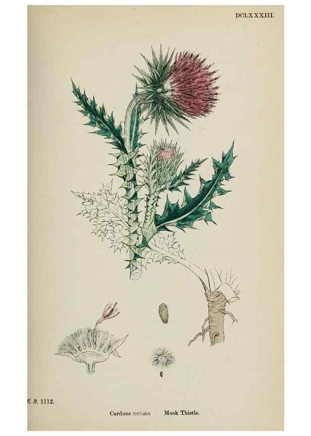 Reproducción/Reproduction 48717403098: English botany, or, Coloured figures of British plants /. London :R. Hardwicke,1863-1886.. 