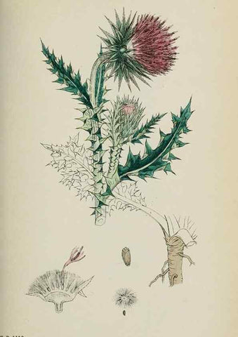 Reproducción/Reproduction 48717403098: English botany, or, Coloured figures of British plants /. London :R. Hardwicke,1863-1886.. 