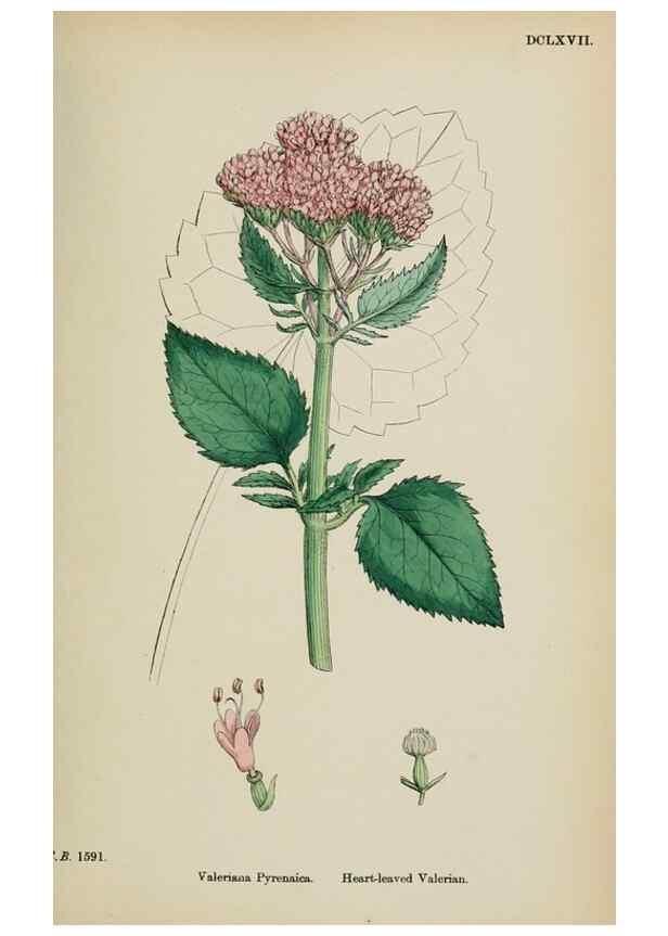Reproducción/Reproduction 48717432851: English botany, or, Coloured figures of British plants /. London :R. Hardwicke,1863-1886.. 