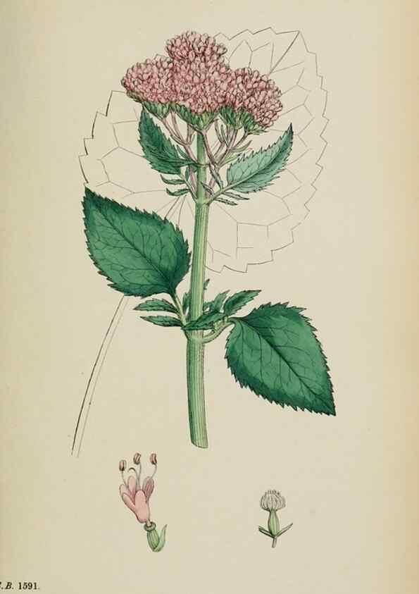 Reproducción/Reproduction 48717432851: English botany, or, Coloured figures of British plants /. London :R. Hardwicke,1863-1886.. 