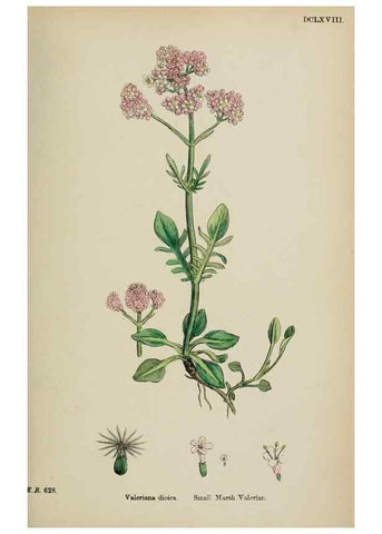 Reproducción/Reproduction 48717604387: English botany, or, Coloured figures of British plants /. London :R. Hardwicke,1863-1886.. 