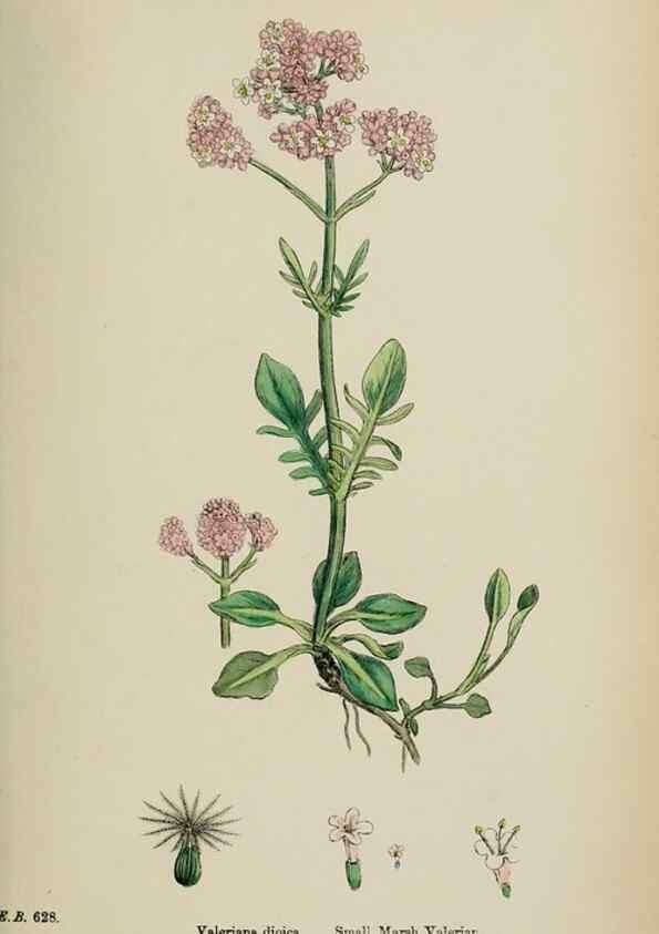 Reproducción/Reproduction 48717604387: English botany, or, Coloured figures of British plants /. London :R. Hardwicke,1863-1886.. 