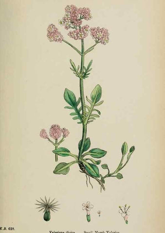 Reproducción/Reproduction 48717604387: English botany, or, Coloured figures of British plants /. London :R. Hardwicke,1863-1886.. 