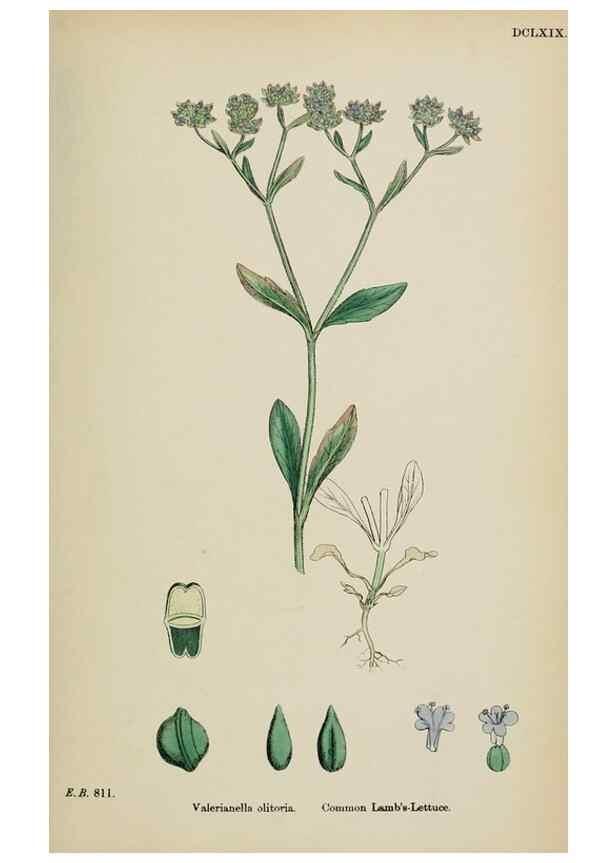 Reproducción/Reproduction 48717433716: English botany, or, Coloured figures of British plants /. London :R. Hardwicke,1863-1886.. 