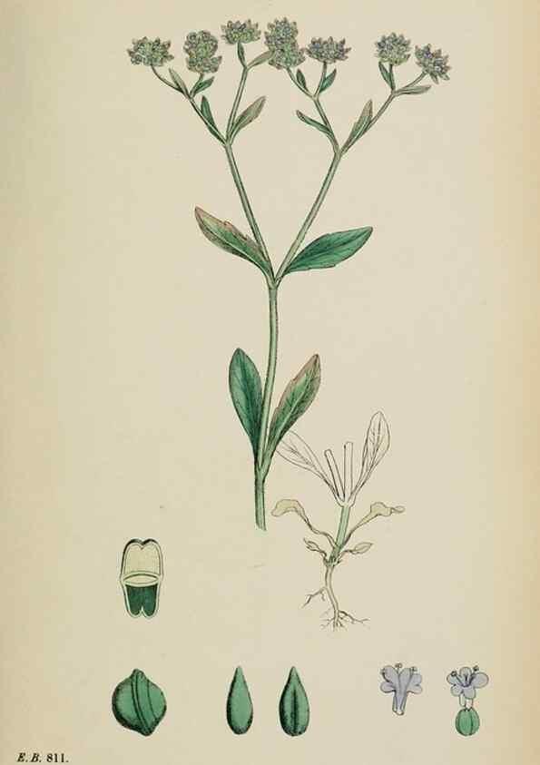 Reproducción/Reproduction 48717433716: English botany, or, Coloured figures of British plants /. London :R. Hardwicke,1863-1886.. 