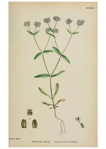 Reproducción/Reproduction 48717605272: English botany, or, Coloured figures of British plants /. London :R. Hardwicke,1863-1886.. 