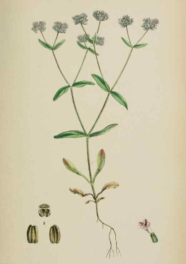 Reproducción/Reproduction 48717605272: English botany, or, Coloured figures of British plants /. London :R. Hardwicke,1863-1886.. 
