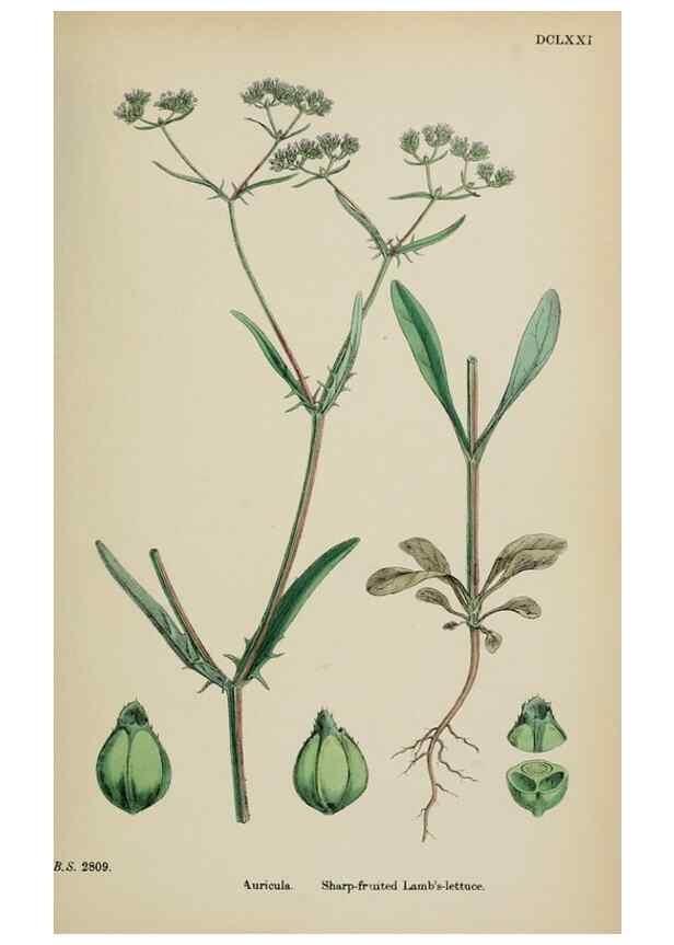 Reproducción/Reproduction 48717605522: English botany, or, Coloured figures of British plants /. London :R. Hardwicke,1863-1886.. 