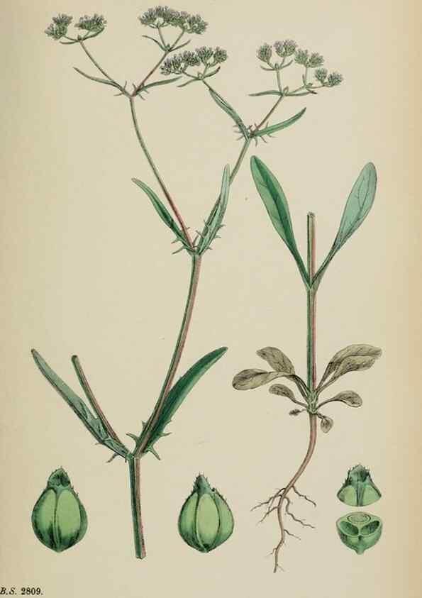 Reproducción/Reproduction 48717605522: English botany, or, Coloured figures of British plants /. London :R. Hardwicke,1863-1886.. 