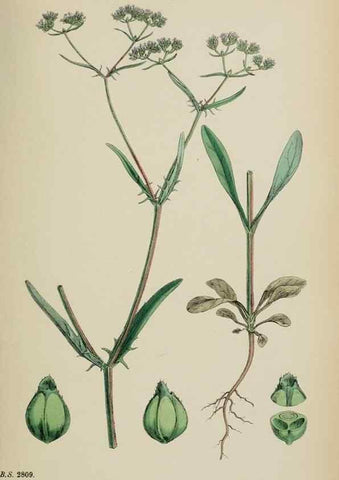 Reproducción/Reproduction 48717605522: English botany, or, Coloured figures of British plants /. London :R. Hardwicke,1863-1886.. 