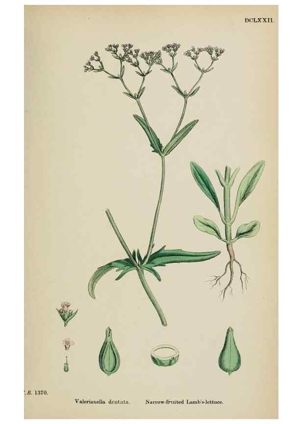 Reproducción/Reproduction 48717434706: English botany, or, Coloured figures of British plants /. London :R. Hardwicke,1863-1886.. 