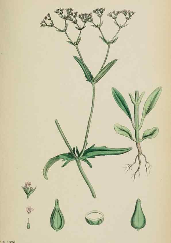 Reproducción/Reproduction 48717434706: English botany, or, Coloured figures of British plants /. London :R. Hardwicke,1863-1886.. 