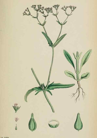 Reproducción/Reproduction 48717434706: English botany, or, Coloured figures of British plants /. London :R. Hardwicke,1863-1886.. 